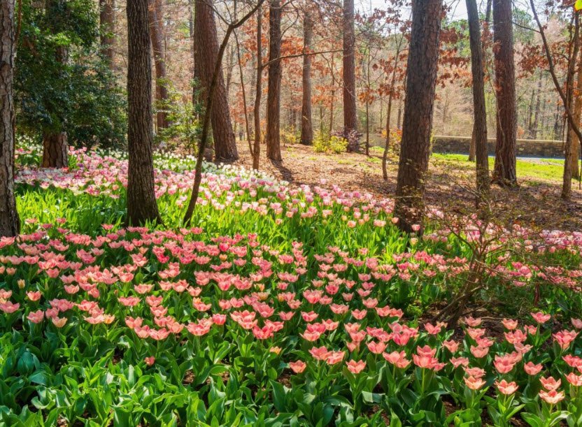 Arkansas Arboretum, United States